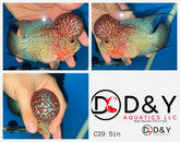 1 Male  C29 5in - Live Kamfa F3 Flowerhorn Fish - Big KOK USA Stock